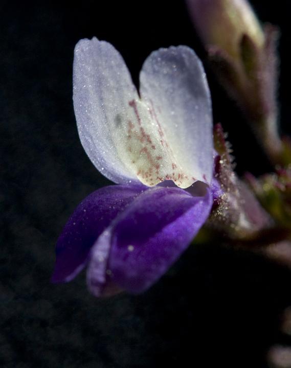 Rattans Blue Eyed Mary, Collinsia rattanii.jpg